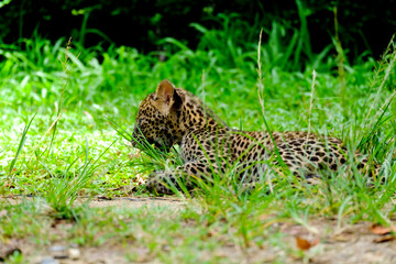baby leopard in wildlife breeding station.