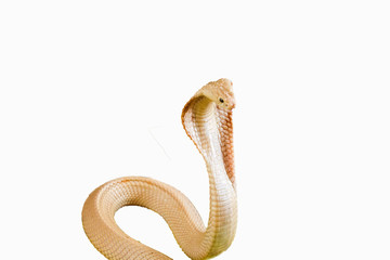 Albino cobra isolated