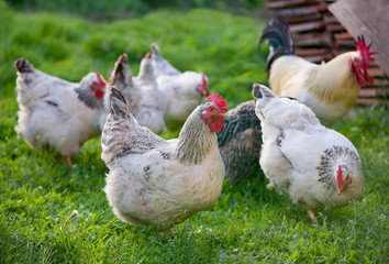Fototapeta premium Rooster and Chickens. Free Range Cock and Hens