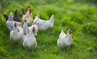 Rooster and Chickens. Free Range Cock and Hens