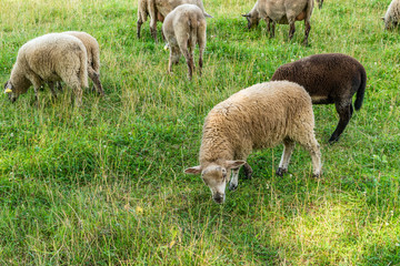 Sheeps grazing on a green grass