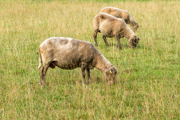 Obraz na płótnie Canvas Three sheeps on a green grass