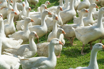 Huge herd of white geese on the green meadow of a geese farm
