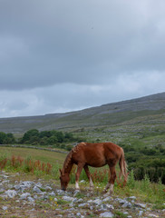 Fototapeta na wymiar West Coast Ireland the Burren Karstlandscape horse