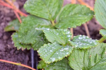 Organic strawberries with drops of dew on green leaves growing on the field, selective focus. Strawberry bush in the plantation with water drops on the foliage. strawberry leaves with water drops 