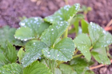 Organic strawberries with drops of dew on green leaves growing on the field, selective focus. Strawberry bush in the plantation with water drops on the foliage. strawberry leaves with water drops 