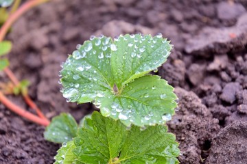 Organic strawberries with drops of dew on green leaves growing on the field, selective focus. Strawberry bush in the plantation with water drops on the foliage. strawberry leaves with water drops 