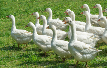 Obraz premium Huge herd of white geese on the green meadow of a geese farm