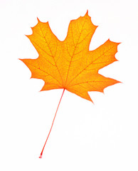Isolated maple leaf with streaks on white background. Leaf from the tree maple orange.