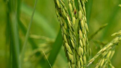 Rice in the field waiting for harvest Chiang Mai Thailand