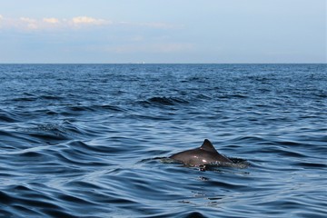 porpoise whale jumping out of water