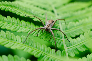 Wolfspider on a green fern leaf. Poison insects macro shot.