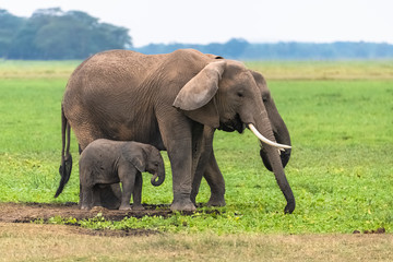 Naklejka na ściany i meble Two elephants in the savannah in the Serengeti park, the mother and a baby in the swamps