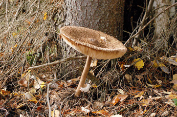 mushroom, forest, nature, autumn, fungus
