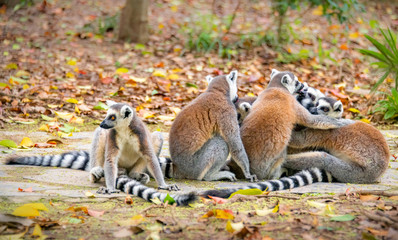 The clever ring-tailed lemur in a wildlife park