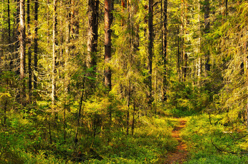 forest, autumn, nature, tree, landscape