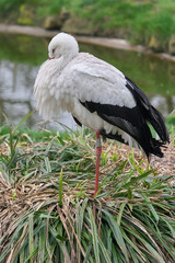Stork sleeping in its nest