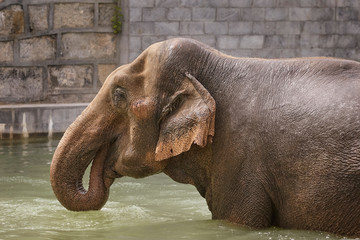 Elephant taking a bath in green water