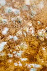 Mold on food, closeup for texture