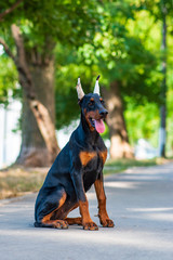 Doberman dog best frend puppy