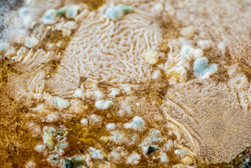 Mold on food, closeup for texture