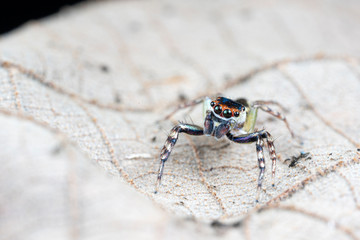 Cytaea sp., the bauble jumping spider, hunting for prey on a leaf in tropical Queensland rainforest