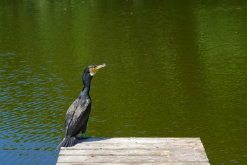 rare bird spotted in downtown amsterdam part of animal protection program of holland