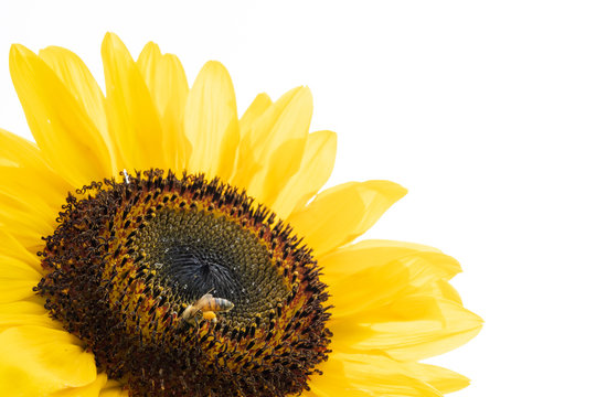 ひまわりの花に蜜を集めに来たミツバチの様子, A Bee on A Sunflower