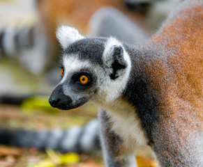 The clever ring-tailed lemur in a wildlife park