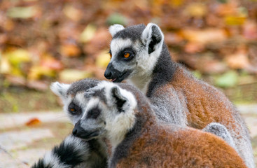 The clever ring-tailed lemur in a wildlife park