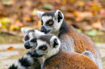 The clever ring-tailed lemur in a wildlife park
