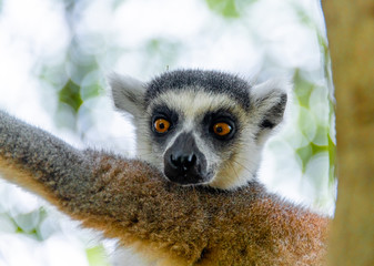 Obraz premium The clever ring-tailed lemur in a wildlife park