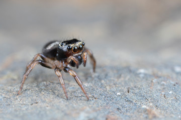 Omodeus sp. a tiny black and white striped ant-eating jumping spider