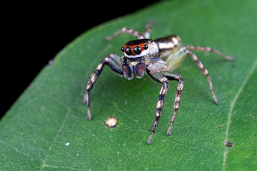 Cytaea sp., the bauble jumping spider, hunting for prey on a leaf in tropical Queensland rainforest