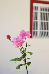 pink flowers on  background
