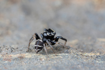 Omodeus sp. a tiny black and white striped ant-eating jumping spider