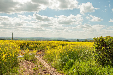 Fototapeta na wymiar Yellow fields of England.