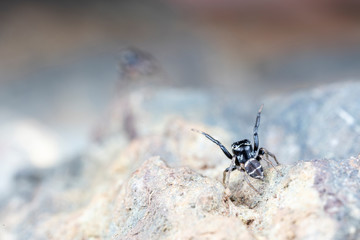 Pair of mating Omodeus sp., dancing. A tiny black and white striped ant-eating jumping spider.