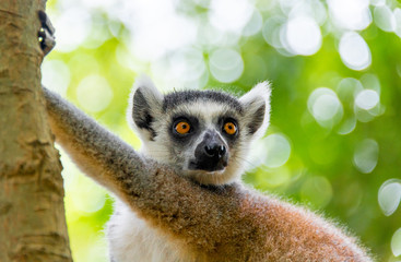 The clever ring-tailed lemur in a wildlife park