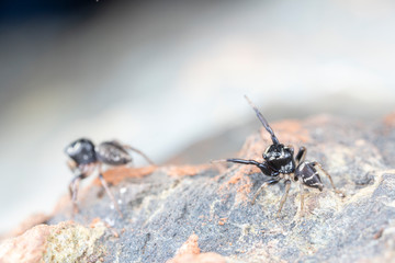 Pair of mating Omodeus sp., dancing. A tiny black and white striped ant-eating jumping spider.