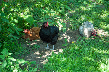 Chickens in a field.