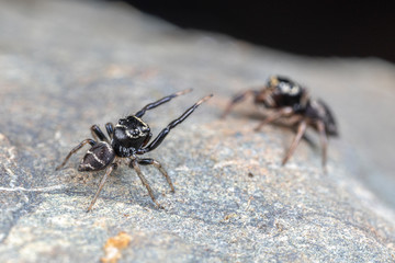 Pair of mating Omodeus sp., dancing. A tiny black and white striped ant-eating jumping spider.