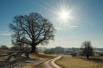 Fototapeta na wymiar Winter sunshine and an old oak tree.