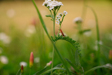 Nahaufnahme Rotköpfiger Feuerkäfer auf einem Grashalm mit grünem Hintergrund