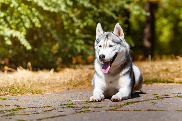 Dog breed Siberian Husky lying on the green grass