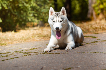 Obraz premium Dog breed Siberian Husky lying on the green grass
