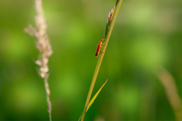 Fototapeta premium Nahaufnahme Rotköpfiger Feuerkäfer auf einem Grashalm mit grünem Hintergrund