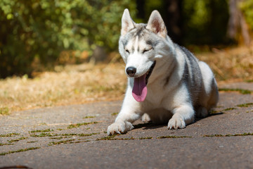 Dog breed Siberian Husky lying on the green grass