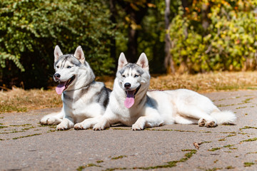 Dog breed Siberian Husky lying on the green grass