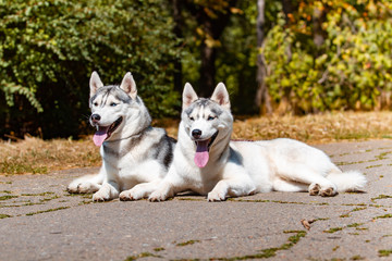 Dog breed Siberian Husky lying on the green grass